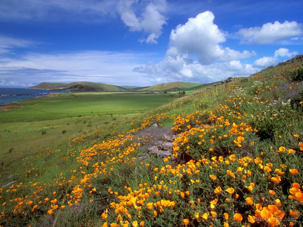 Spring on the Coast, California